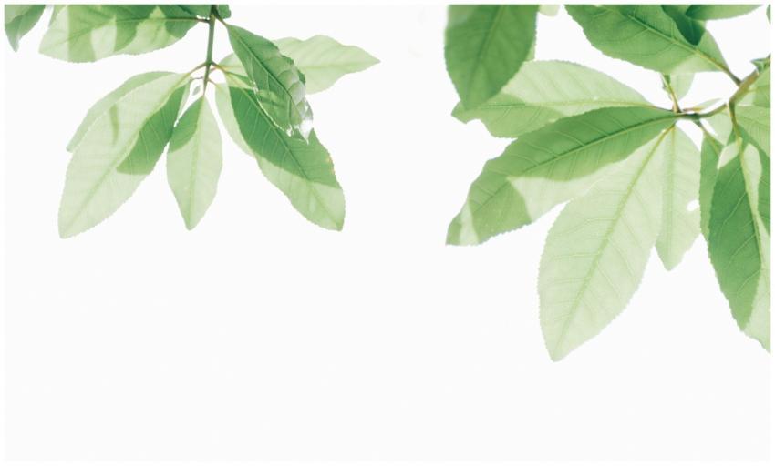 Minimalist photograph of green leaves against a wh