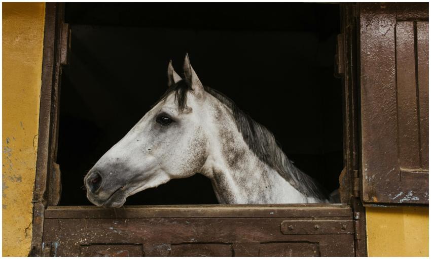 A stunning profile of a gray horse peering out fro
