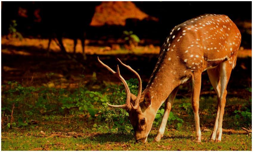 A beautiful spotted deer grazing in the lush fores