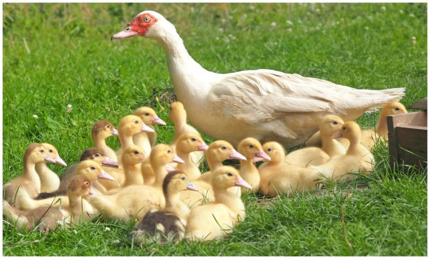 A group of ducklings with an adult duck resting on