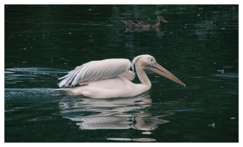 Pelican Bird Animal Plumage