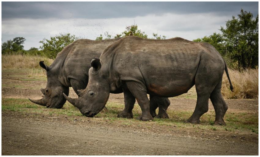 Two rhinoceroses graze in Kruger Park, showcasing