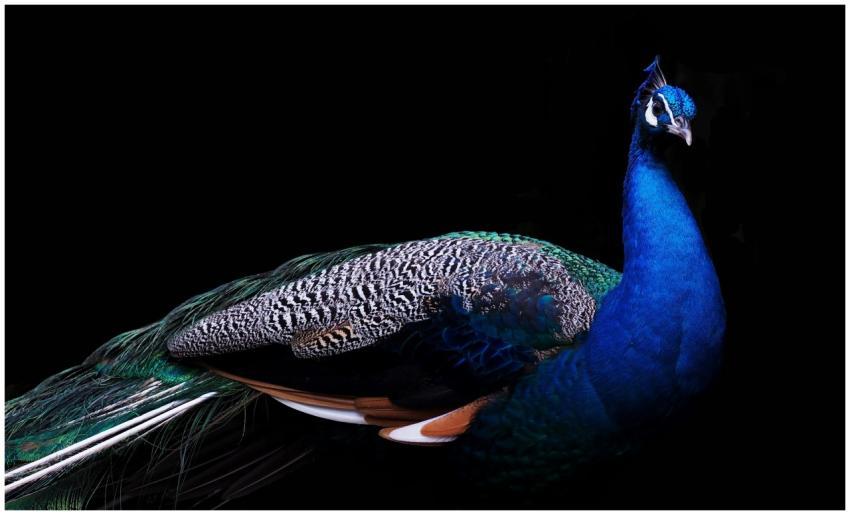 Close-up of a vibrant blue peacock showing its col