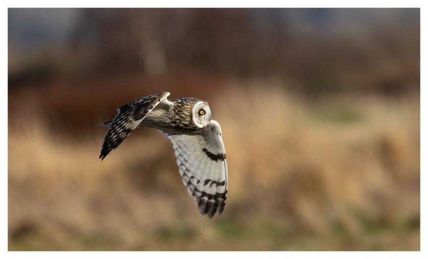 Short-Eared Owl Owl Bird Nature