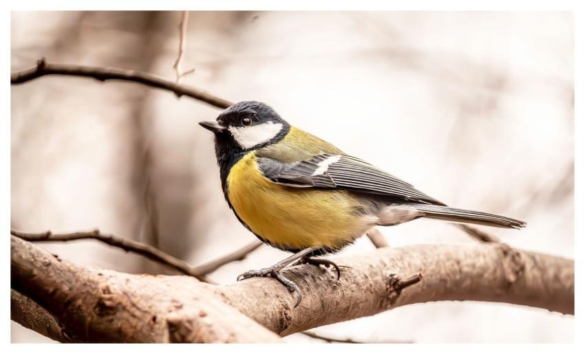 Great Tit Bird Nature Songbird