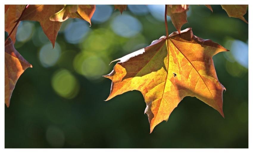 Maple Leaves Leaves Maple Nature