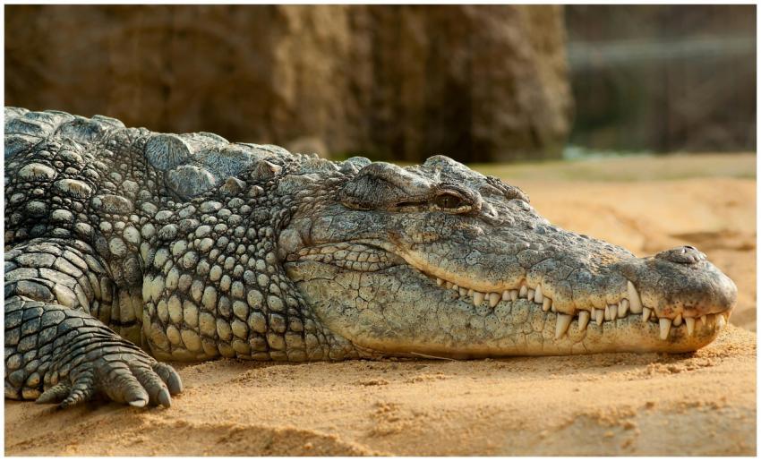 Detailed image of a crocodile resting on sand show