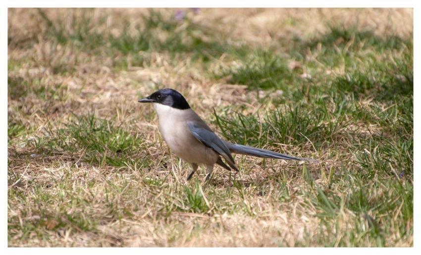 Magpie Nature Bird Wildlife