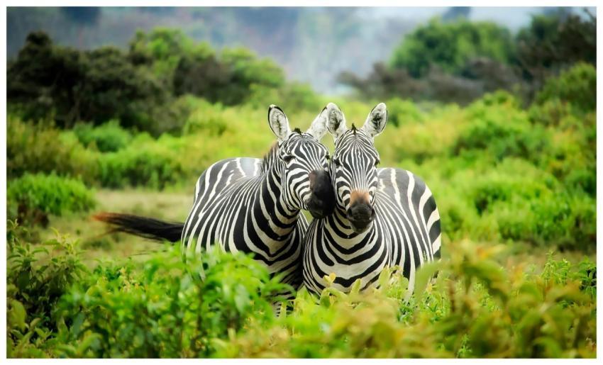 Two zebras in vibrant greenery showcasing African