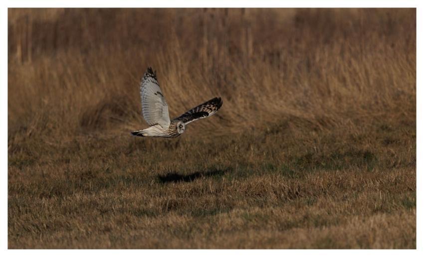 Short-Eared Owl Owl Bird Nature