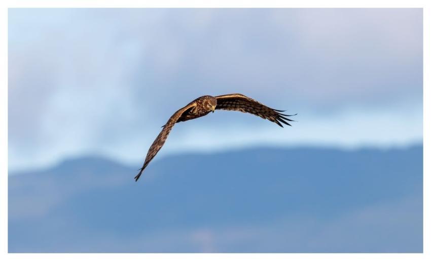 Hawk Sky Flying Nature