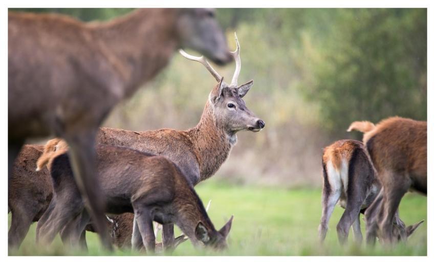 Stag Doe Nature Savage