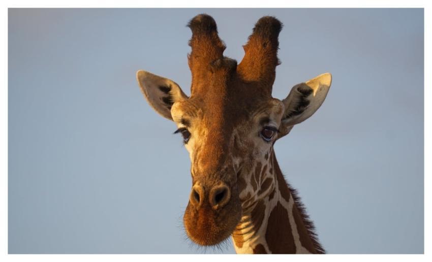 Giraffe Africa Wildlife Kenya