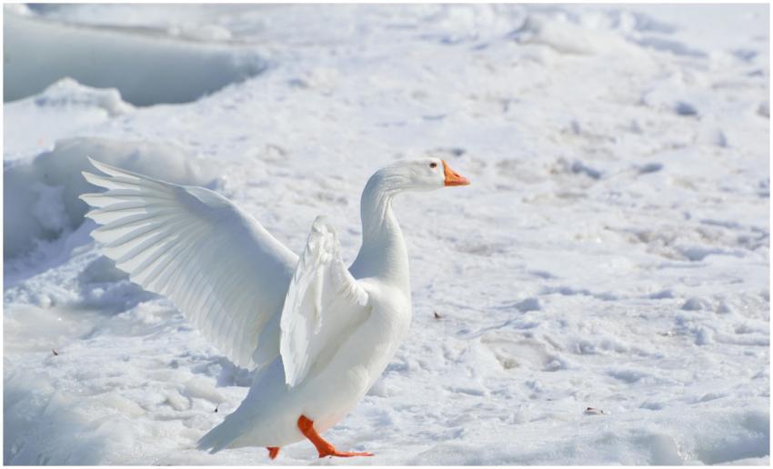 A snow goose stands gracefully on snowy terrain, w