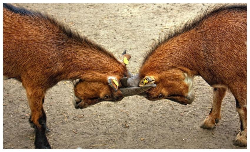 Two goats engage in a playful headbutting activity