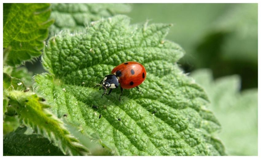 Detailed close-up of a ladybug resting on a green