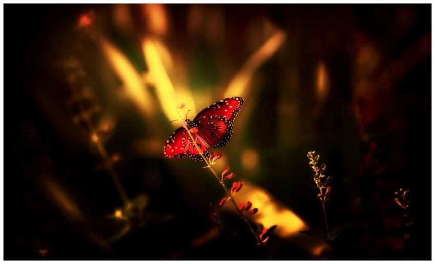 A close-up of a vibrant butterfly perched on a flo