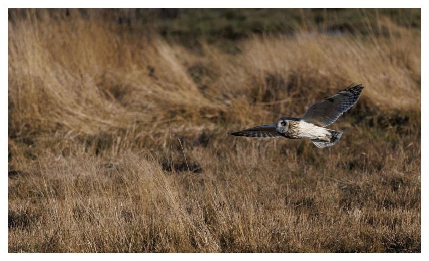 Short-Eared Owl Owl Bird Nature