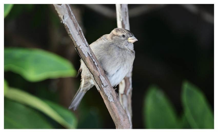Bird Nature Animal Wildlife