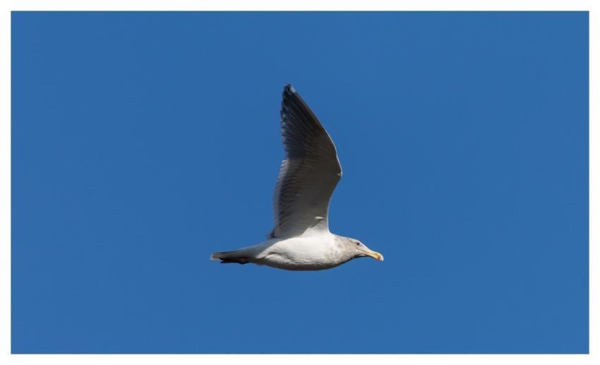 Seagull Gull Nature Bird