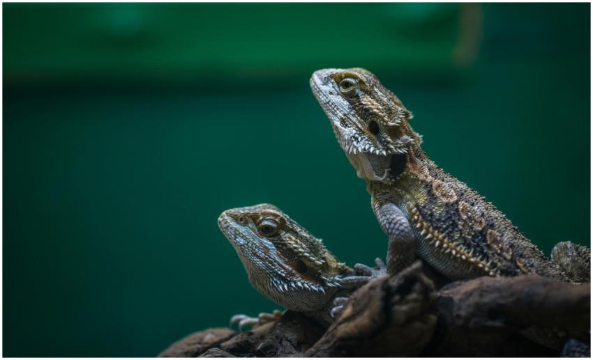Detailed close-up of two bearded dragons perched o