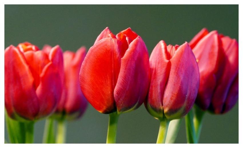 Tulips Nature Flower Blossom