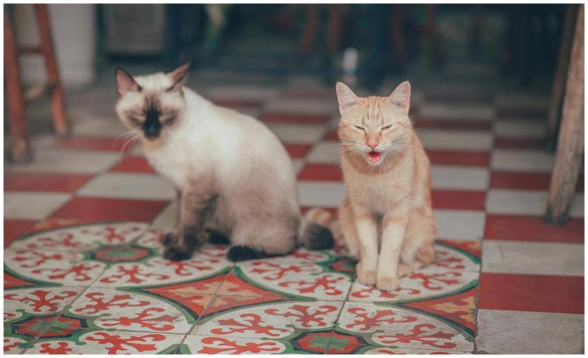 Close-up of two cats sitting on a colorful tiled f