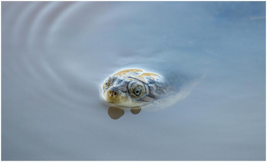 A peaceful turtle peeks above the water's surface,