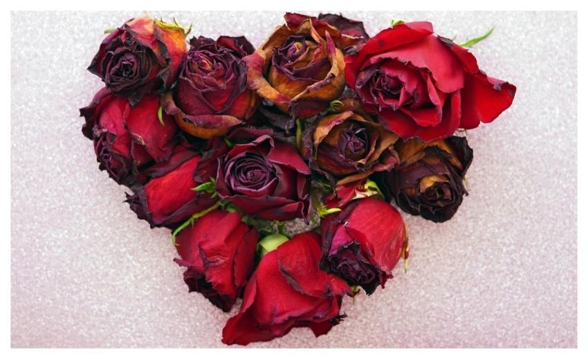 Heart Roses Free Background Red