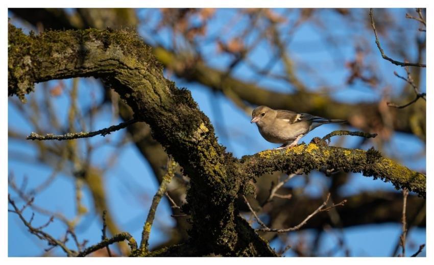 Chaffinch Songbird Nature Branch