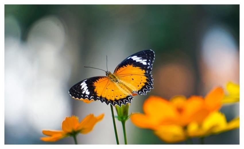 Butterfly Insect Flower Garden