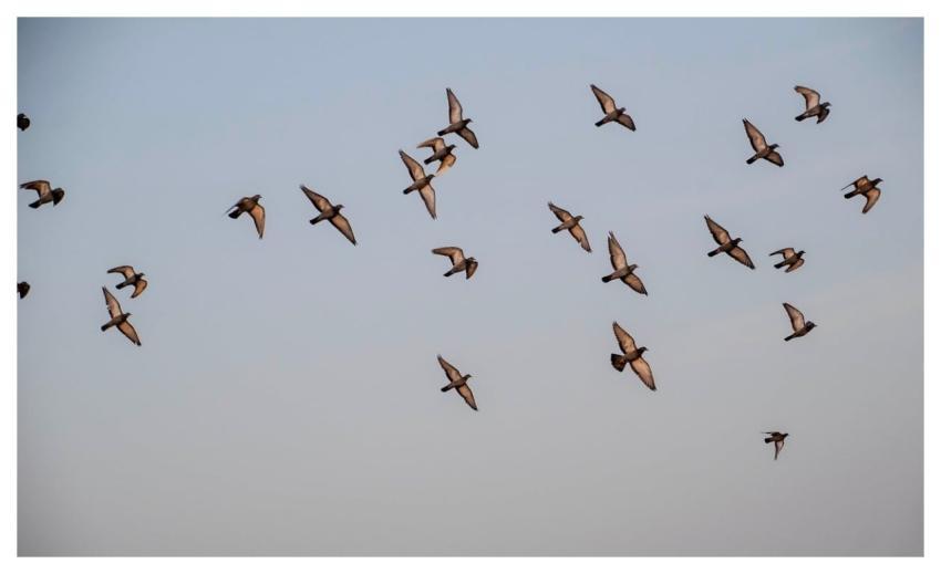 Pigeon Flock Pigeons Flying Dove Birds