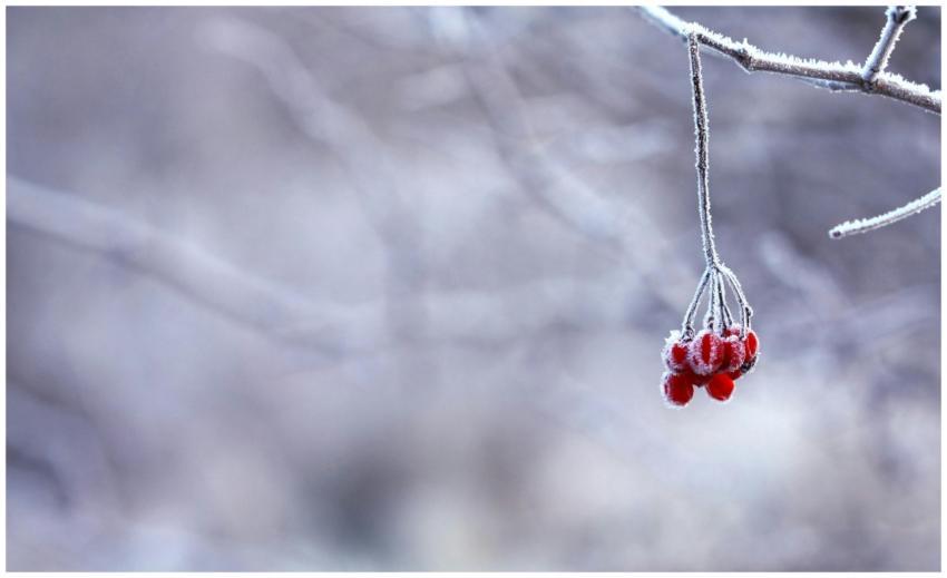Close-up of frosted red berries on a branch in a w