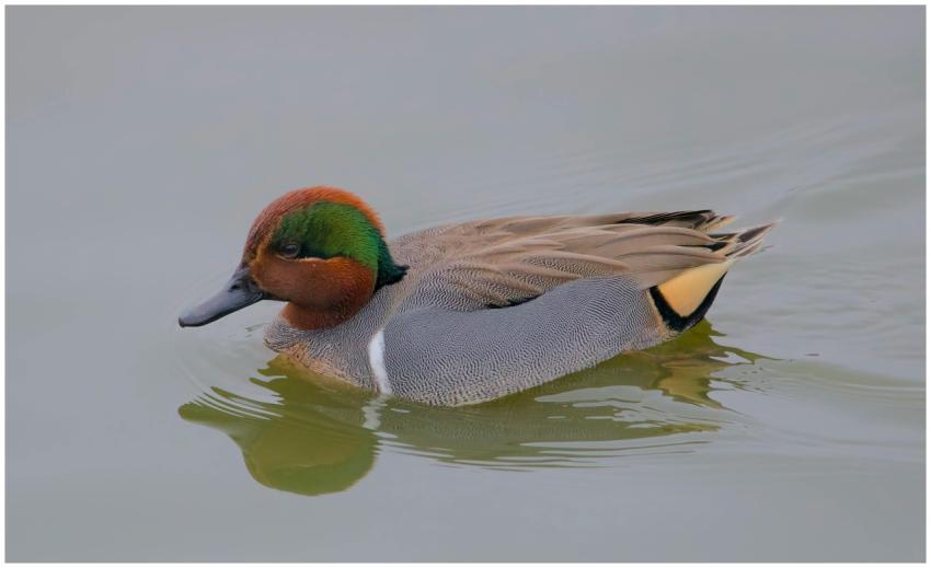 A vibrant duck with a multicolored head glides acr