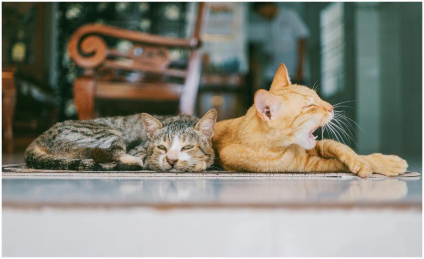 Two domestic cats resting indoors, one yawning whi