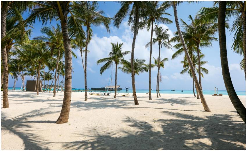Idyllic tropical beach scene with palm trees and c