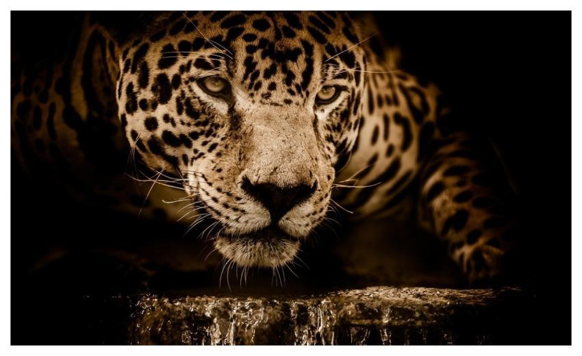 Jaguar Wild Cat Feline Portrait