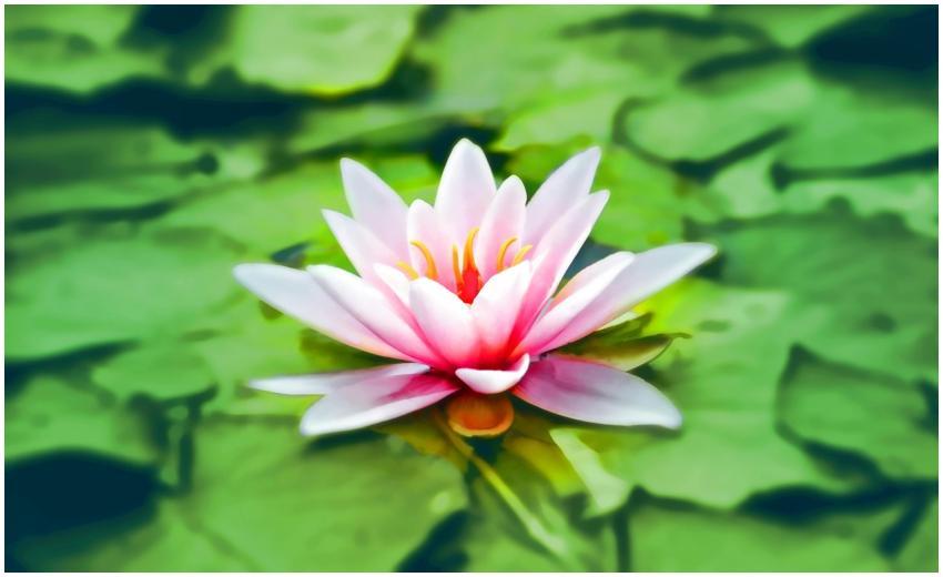 Vibrant pink water lily blooming gracefully on a l