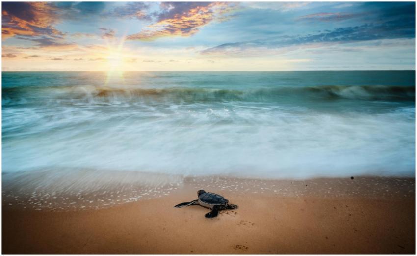 A sea turtle on the shore with ocean waves and a s