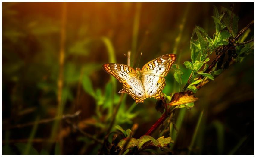 Close-up of a butterfly sitting on lush green leav