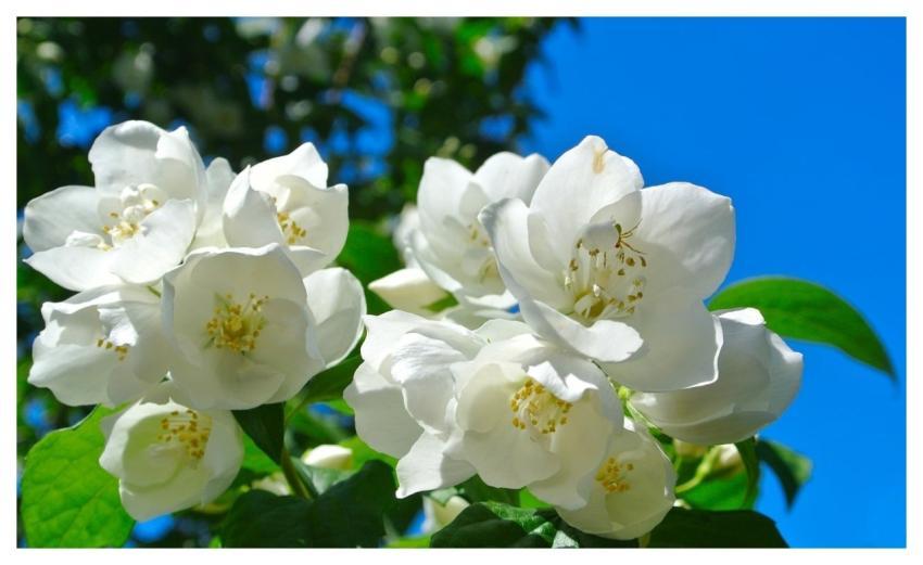 Shrub Nature Plant Garden