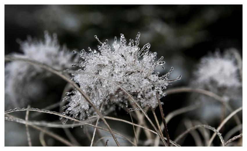 Grass Frost Icicles Crystals