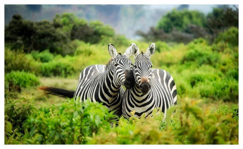 Zebras Pair Couple Stripes