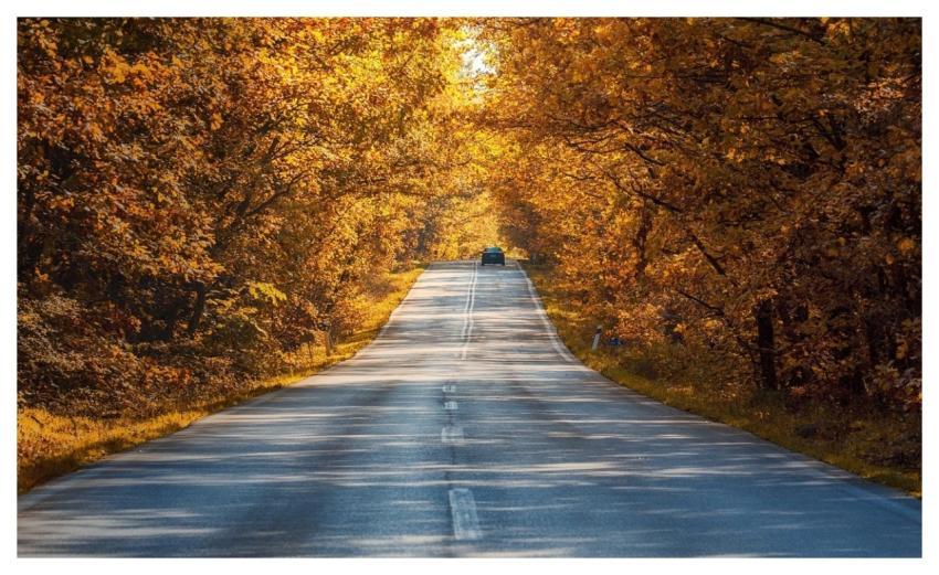 Road Autumn Trees Leaves