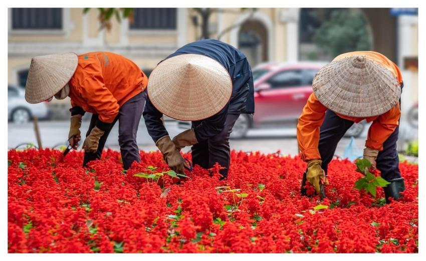 Gardening People Workers Vietnam