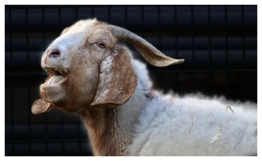 Goat Farm Animal Mammal