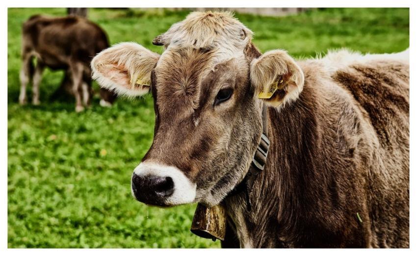 Cow Cattle Animal Beef