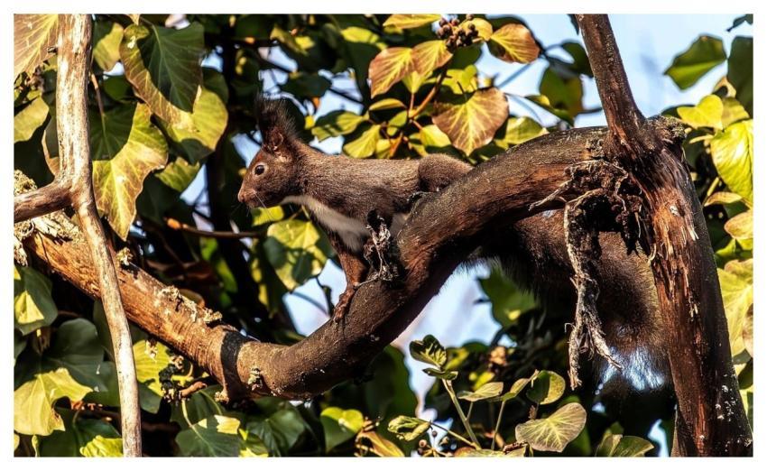 Squirrel Black Nature Rodent