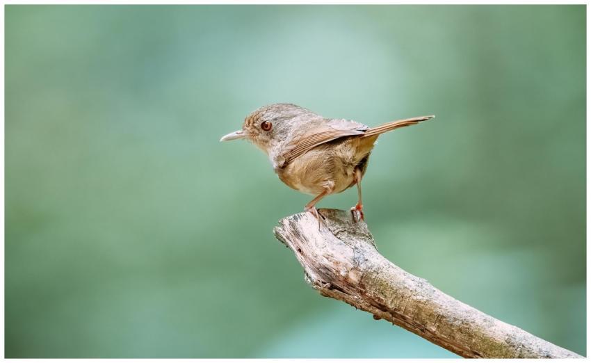 Close-up of a graceful prinia bird perching on a b
