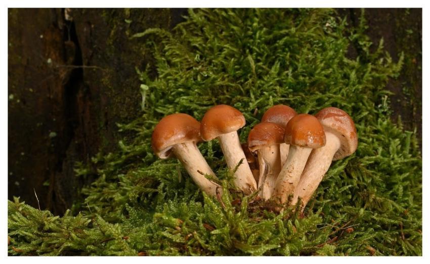 Mushrooms Small Mushrooms Tree Trunk Moss